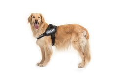 Julius K9 IDC Powerharness