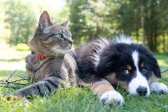 Carino Pets Omega 3 Wonder Supplement