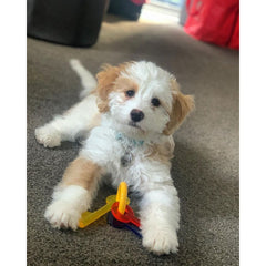 Nylabone Just for Puppies Teething Chew Toy Keys