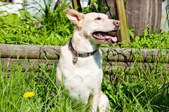 RC Pets ID Tag Clip