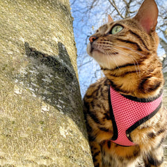 Coastal Comfort Soft Adjustable Cat Harness with 6' Leash