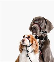 Company of Animals Halti Optifit Headcollar
