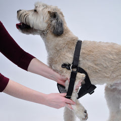 Easy Rider Car Harness