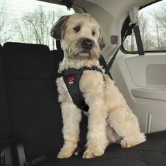 Easy Rider Car Harness
