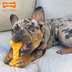 Nylabone Power Chew Cheese Bone Medium / Wolf
