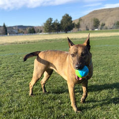 Kong Twistz High-Viz Ball L