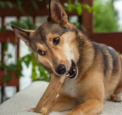 Dentler Jawgler Java Wood Dog Chew
