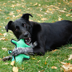 Kong Ballistic Alligator Medium/Large Dog Toy