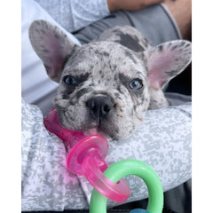 Nylabone Puppy Pacifier Bacon Flavor