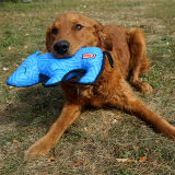 Kong Ballistic Rhino Medium/Large Dog Toy