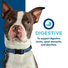 Fromm Nutritionals Digestive Dog Food Supplement Pâté 13oz