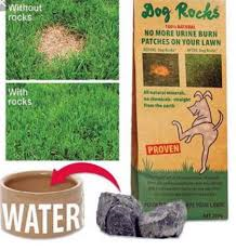Pets at hot sale home dog rocks